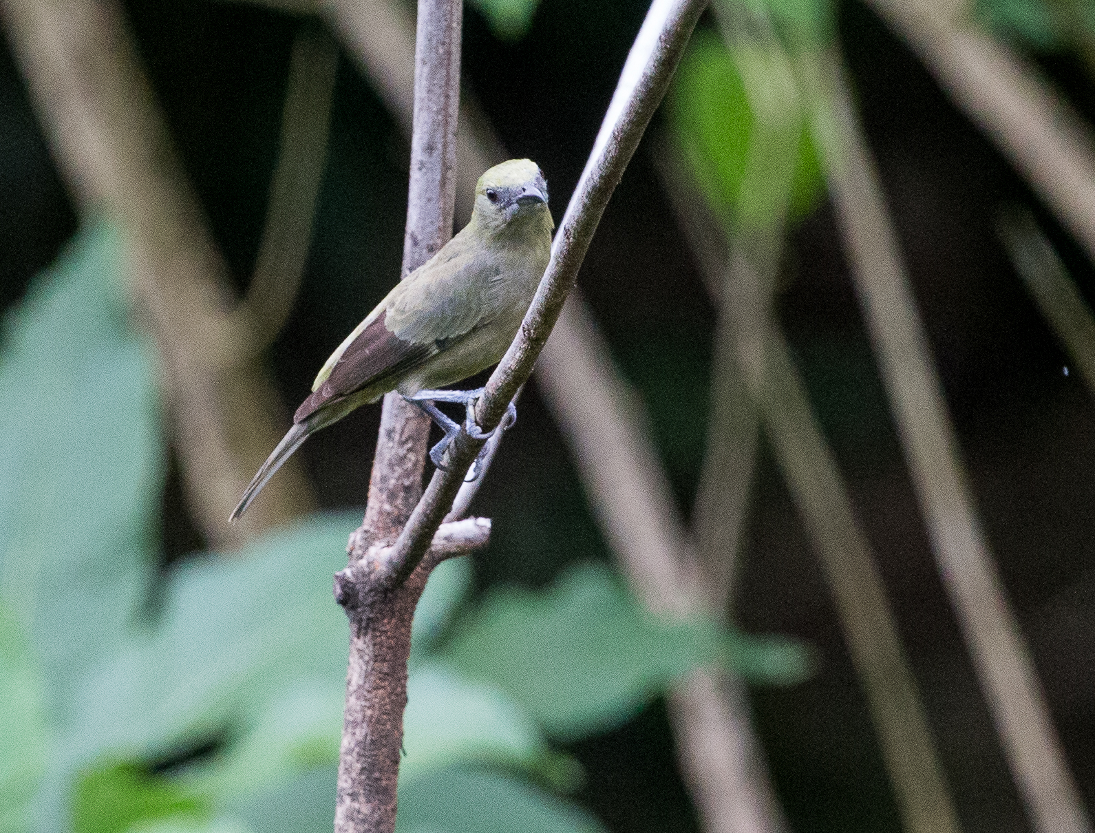 Palm Tanager